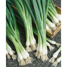 White Lisbon Bunching Onion Select: 100-2000 Seeds Green Scallions Spring Salad Garden (100)