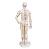 Human Body Acupuncture Model Professional Portable Meridian Points Model for