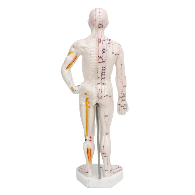 Human Body Acupuncture Model Professional Portable Meridian Points Model for