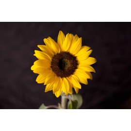 Procut Brilliance Sunflower Autumn Cut Flowers Premium Seeds for Planting Packet