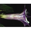 Seeds Bee Blooming White w/ Purple Stripe Devil Trumpet (Datura)