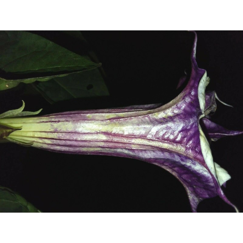 Seeds Bee Blooming White w/ Purple Stripe Devil Trumpet (Datura)