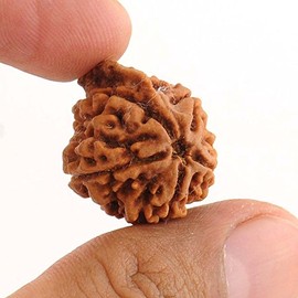 Ganesh Rudraksha Nepal Beads | Original Ganesh Ji Nepali Rudraksha Bead Rudraksha Bears a Trunk Like Elevation As is seen on the face of Lord Ganeshha ​​100% originales y certificadas Ganesh Rudraksha Beads