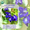 Butterfly Pea Flower Powder - Organic Blue Matcha Tea and