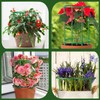 Plant Support Half Round 20 Pieces Flower Holder Plant Holder