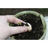 5X Fresh Purple Wight Garlic Bulbs for Planting Autumn and