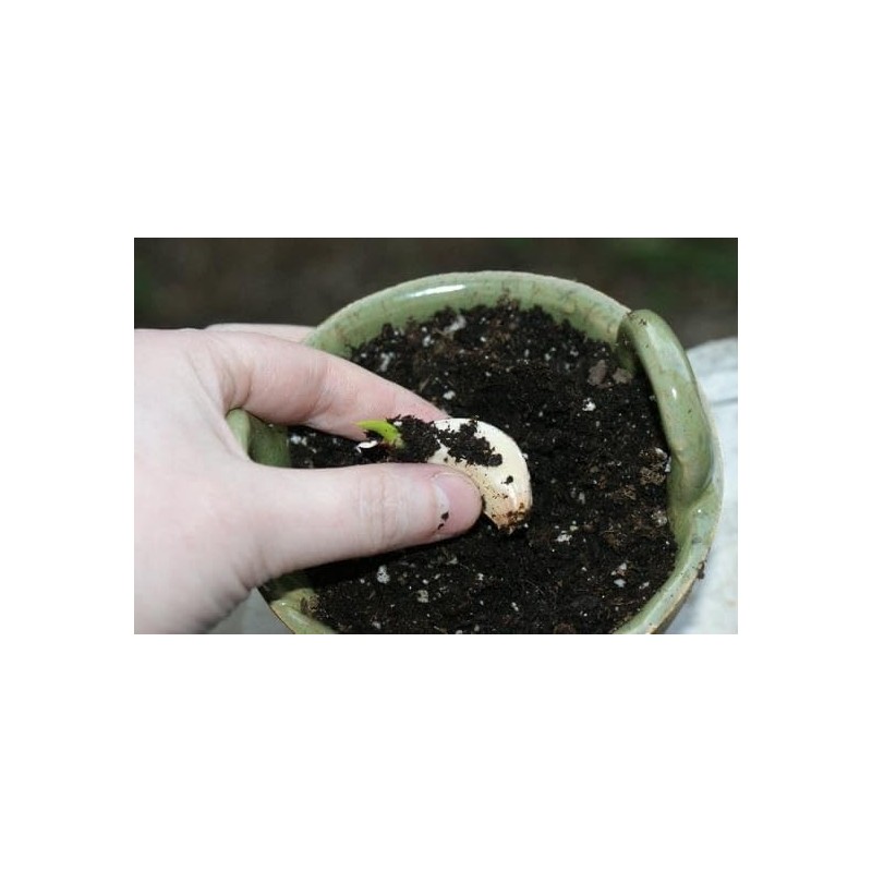 5X Fresh Purple Wight Garlic Bulbs for Planting Autumn and