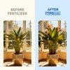 Bird of Paradise Fertilizer – Liquid Plant Food for Bigger