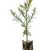 The Jonsteen Company Coast Redwood | Small Tree Seedling |