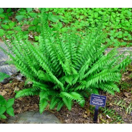 Ferns 20 Christmas Fern Root Systems, Christmas Dagger - Polystichum acrostichoides