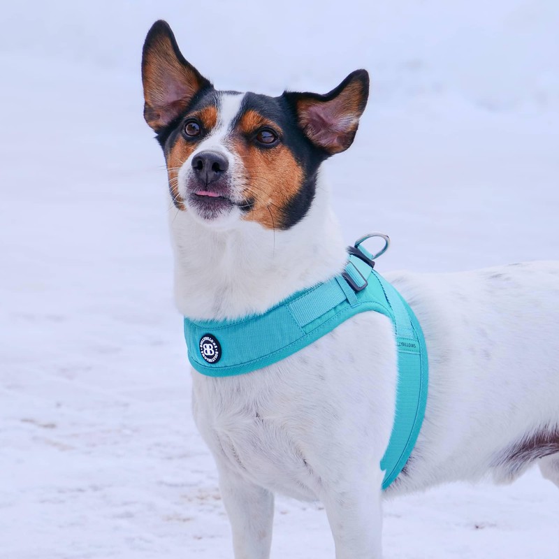 BullyBillows Boomerang Harness, Non-Restrictive, Lightweight, Easy to Put on and
