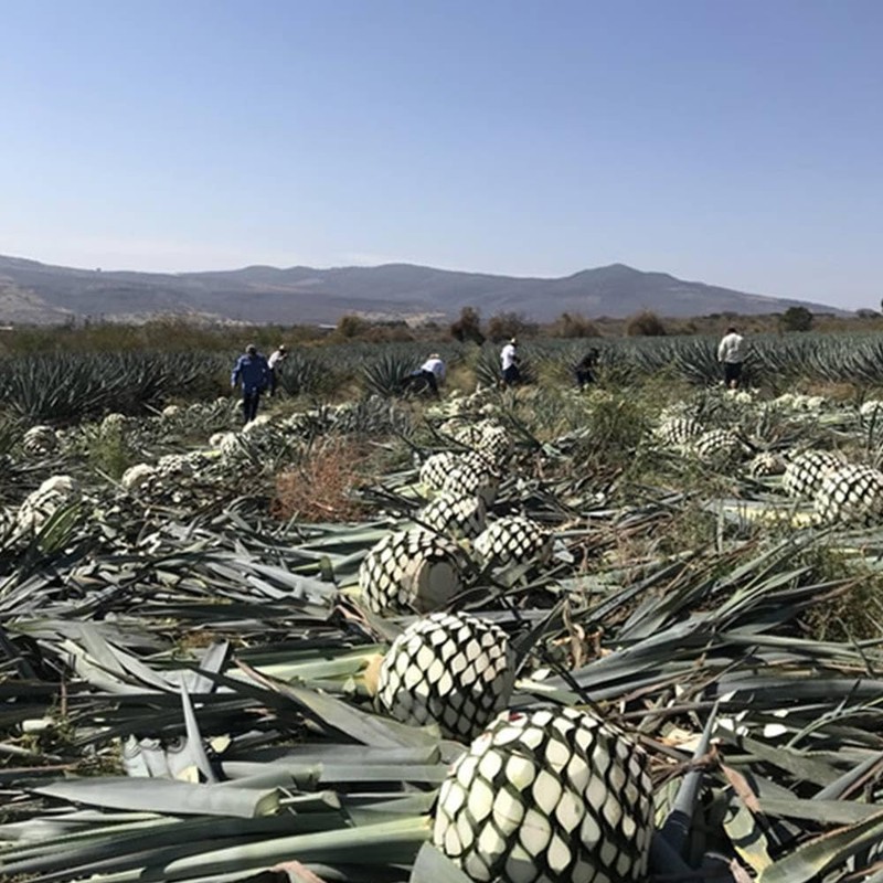 有機アガベイヌリン 1Kg イヌリン 有機 イヌリン オーガニック 有機アガベ 食物繊維 パウダー イヌリン