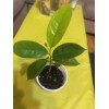 Tree Annona Muricata Graviola Soursop Guanabana Potted Tropical 5-9 inches