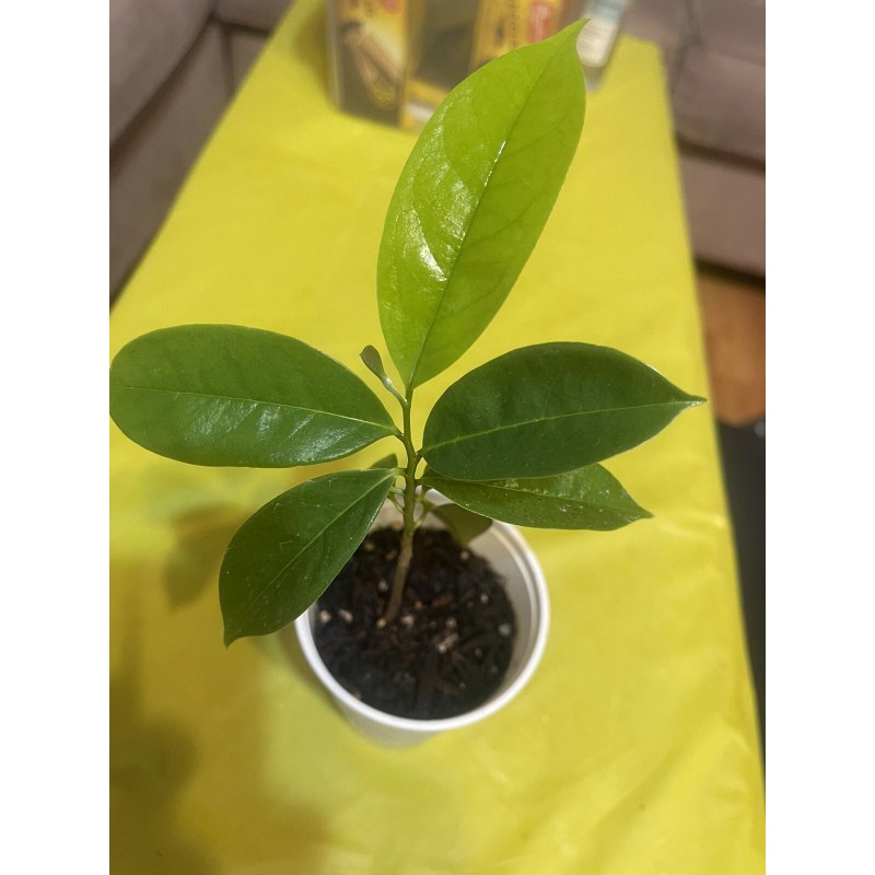 Tree Annona Muricata Graviola Soursop Guanabana Potted Tropical 5-9 inches
