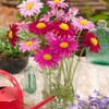 1000+ Pyrethrum Tanacetum coccineum - Flower Garden Seeds - Perennial