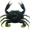 SAVAGE GEAR PVC 3D Crab 3 PULG (3 Piezas)-BC-Blue Crab