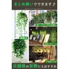 MedianField 【 観葉植物 アイビー 1本 】 壁掛け インテリア アンティーク 雑貨