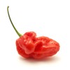 Epicureal Ghost Pepper Powder - 70g (2.5oz) | Over 1,000,000