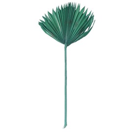 Vickerman 720141-13.75-19.5" Emerald Palm Sun Spear 12/bg (H7PSS175) Dried and Preserved Palms