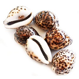 Florida Shells and Gifts Inc. Set of 12 Select Large Tiger Cowrie (Cypraea Tigris) Shell 3"+ (76-88 mm) Beach Arts & Crafts