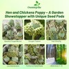 Outsidepride Hen & Chickens Poppy Seeds for Planting - 10,000