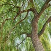 White Willow Bark Tea 125g 4.4 oz by Alpi Nature,