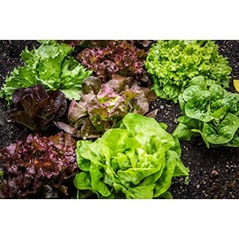 Salad Garden Seeds - Quick Grow Lettuce and Greens Mix - Booklet Included - Liliana's Garden