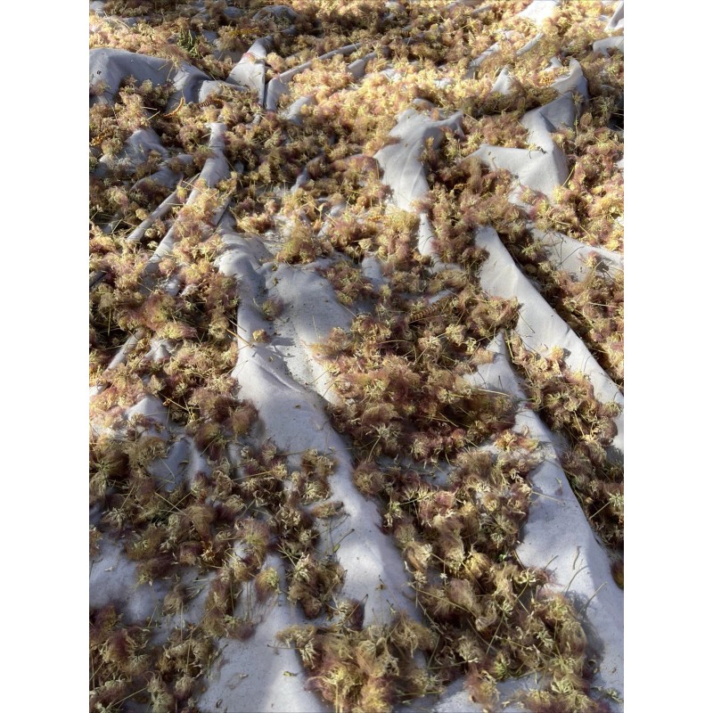 mimosa Dried Silk Mimosa Tree Pink Flowers Leafs Tea Tincture