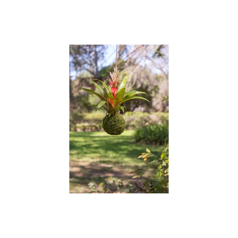 SuperMoss (29348) Kokedama Planter, 6", Fresh Green