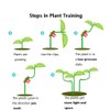 SagaSave 10 Pieces Plant Training Clips, 90 Degree Plant Growth