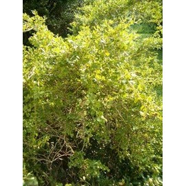 Buxus microphylla: Littleleaf Boxwood Seeds