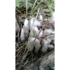Monotropa Uniflora Indian Pipe Ghost Tincture Gluten Free Flower In
