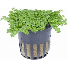 Foreground Potted Live Aquarium Plants | Freshwater Aquatic Plants for Aquariums (Potted Dwarf Baby Tears)