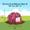 2 Gal. Autumn Royalty Shrub