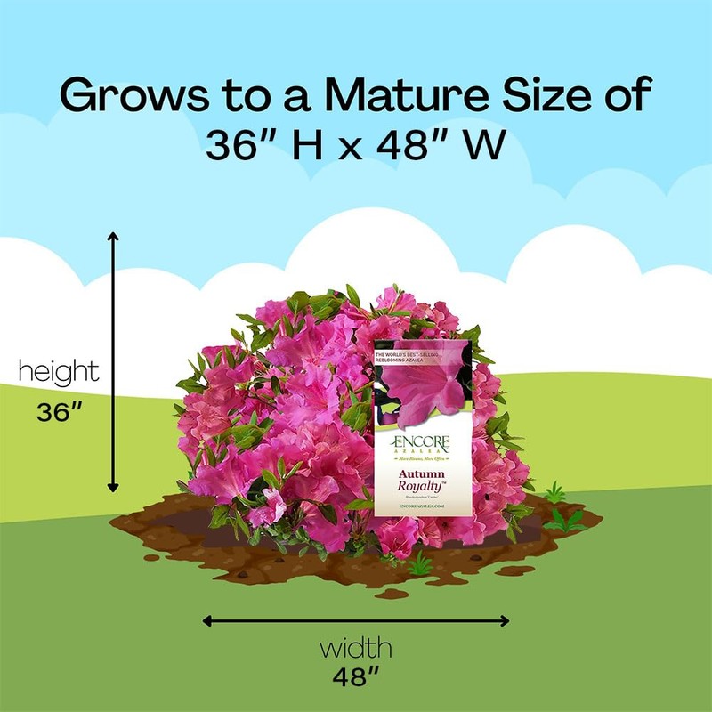 2 Gal. Autumn Royalty Shrub