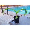 Unbranded Pic 1-Albuca Bracteate Pregnant Onion Plant 1/2" Bulb😱OMG😱TMI @@PICS-17-21😱
