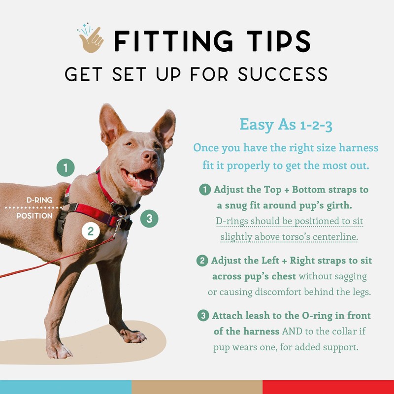 Wildebeest No Pull Dog Harness | Comfortable Training Harnesses |