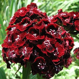 Gardening Treasures: 30+ Sweet Williams Black Adder Seeds