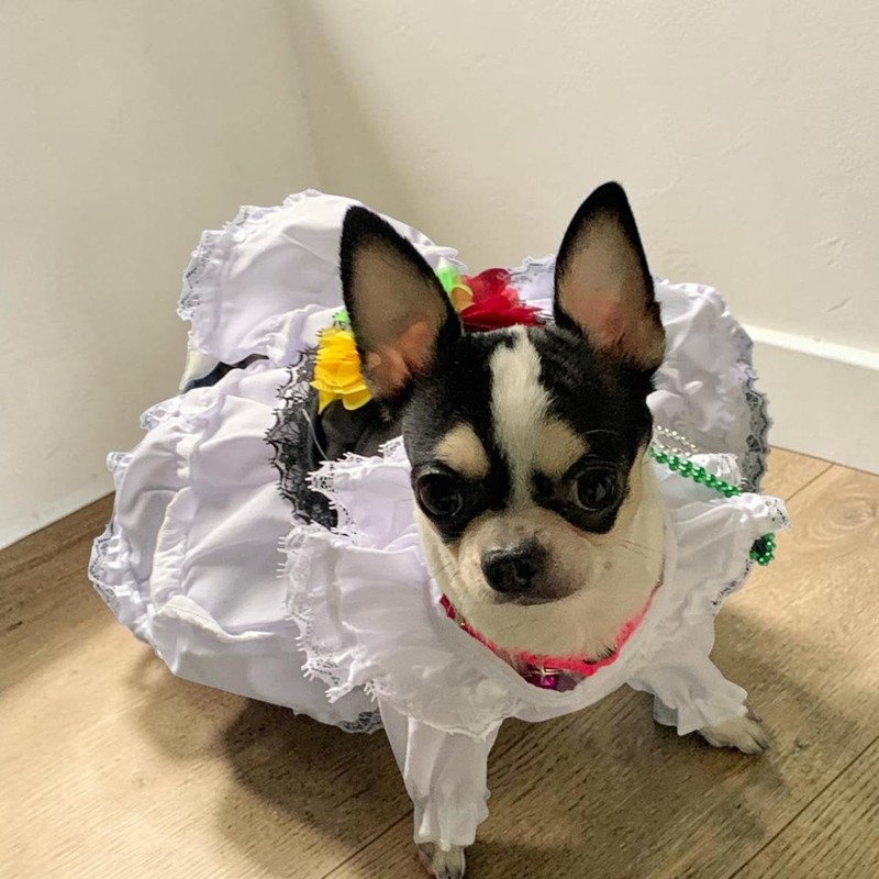 Genérico Disfraz Vestido Jarocha Veracruzana Mexicana para Perro y Gato