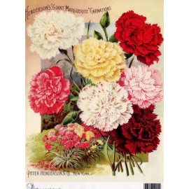 AB Studios Henderson's Giant Carnations | Rice Paper A4 | Calambour | 8.75" x 12.5"