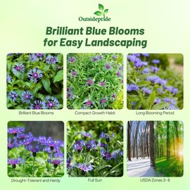 Outsidepride Montana Blue Cornflower Seeds for Planting - 1000 Pcs. Perennial Bachelor's Button Flower Seeds for Cut Flower, Drought-Tolerant, Attracts Pollinators, Ideal for Borders & Bouquets