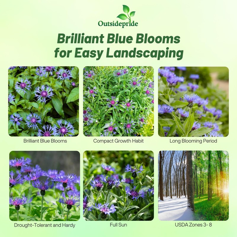 Outsidepride Montana Blue Cornflower Seeds for Planting - 1000 Pcs.