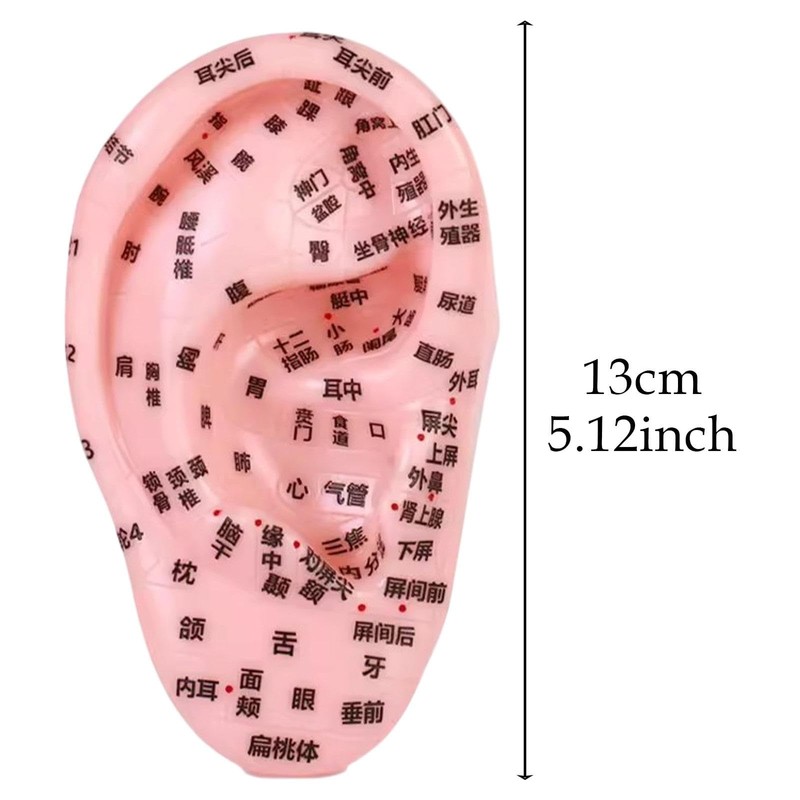 perfeclan Human Ear Acupoint Teaching Aid,Simulation,Props,Professional,Ear Teaching Model Massage Practice