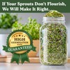 Seedboy Organic Non-GMO Sprouting Seeds, Immune System Booster - USA