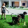 Premium Double Leash for Two Dogs – Shock Absorbing Anti