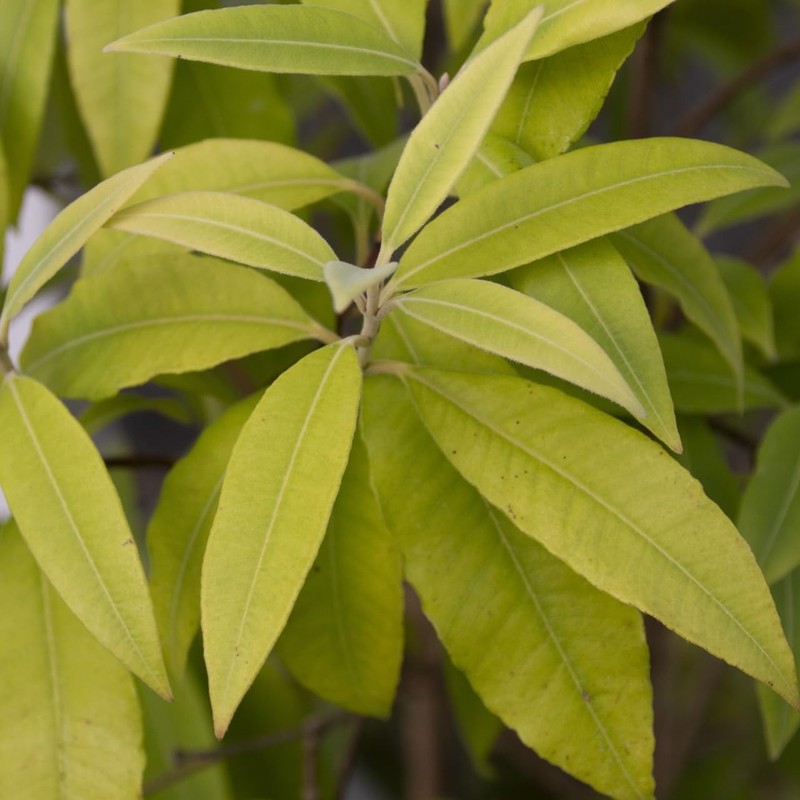 Lemon Myrtle 20ml Incent Essential Oil Essential Oil
