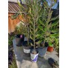 Unbranded 1 KALANCHOE MADRE DE MILES ARANTO MOTHER OF THOUSANDS