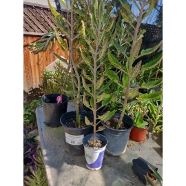 Unbranded 1 KALANCHOE MADRE DE MILES ARANTO MOTHER OF THOUSANDS