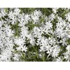 Classy Groundcovers, Phlox subulata 'Snowflake' (Flat of 18 Pots, 3