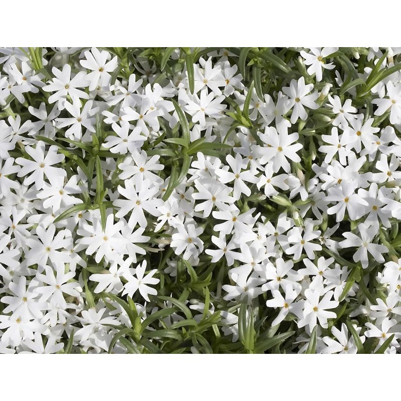 Classy Groundcovers, Phlox subulata 'Snowflake' (Flat of 18 Pots, 3